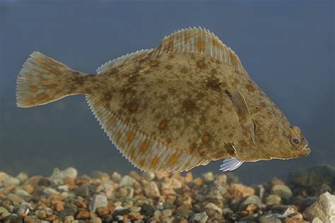  Flunder! Um Peixe Plano que se Mistura com o Ambiente