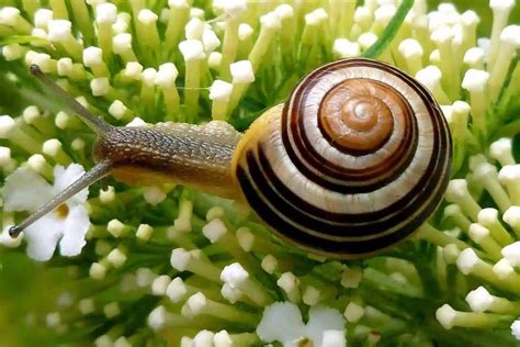  Garden Snail: Uma Espécie Fascinante que Reúne a Beleza da Natureza com a Determinação Inquieta de um Explorador!