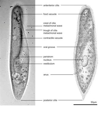  Paramecium: Uma Criatura Microscópica com um Estilo de Vida Incrivelmente Dinâmico!