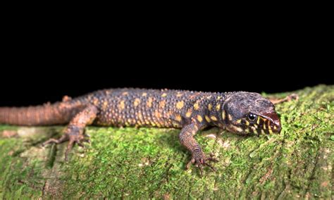   Yellow-Spotted Lizard! This Ancient Reptile Thrives on Camouflage and Opportunistic Feeding Habits