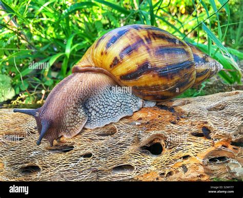  Achatina! Uma Lesma Gigante com uma Fome Insaciável por Folhas Frescas e um Estilo de Vida Misterioso