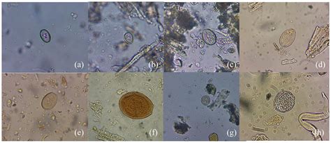  Apicomplexa: Parasitas Microscópicos com um Impacto Gigante no Mundo Animal!