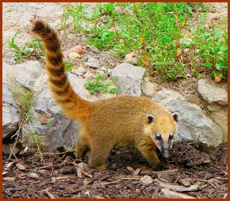  Coati: Desvendando o Mistério de um Mamífero Ágil e Curioso!