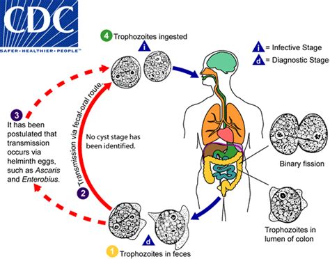   Dientamoeba! Um Parasita Cativador que Faz da Intestino Humano Sua Casa Acolhedora.