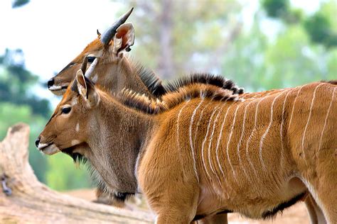  Eland! Uma Gigantesca Criatura da Savana com Chifres Espirais Impressionantes