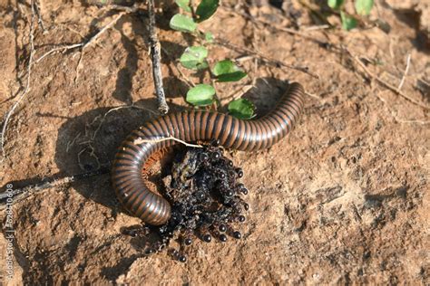  Flatworm Diplopoda: Can These Many-Legged Wonders Help Us Unravel Ancient Secrets?