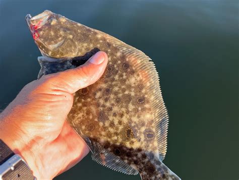   Fluke! Uma Espécie de Peixe Fascinante com Pele Translúcida e Nadadeiras Ondulatorias