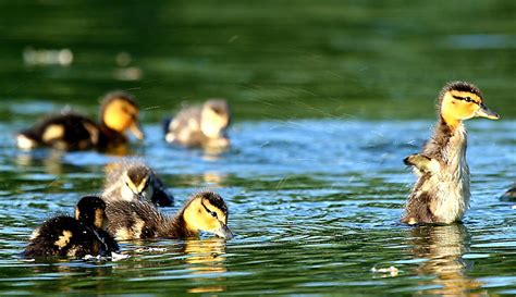 Gigantobilharzia! Um Parasita Curioso que Infecta Aves Aquáticas Gigantobilharzia é um parasita trematode que se hospeda em aves aquáticas, principalmente patos e gansos, causando danos consideráveis aos seus hospedeiros.