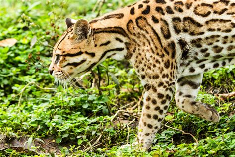  Jaguatirica: Uma Criatura Noturna de Garras Poderosas que Caça com Inteligência Afiaada!