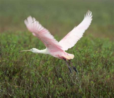  Libre Me: Um Detalhe Deslumbrante Sobre Aves Que Podem Aprender Truques Incríveis!