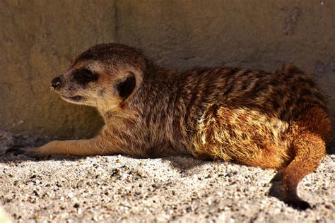  Mongoose! Descubra este Animal Intrepidamente Curioso e Habilidosamente Ágil