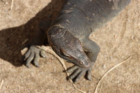 Monitor Lizard:  A Scaly Survivor With Lightning-Fast Reflexes And A Taste For Carrion!