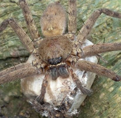  Pholcus: Descubra o Mundo Fascinante dos Aranhas Caçadoras Escondidas com Teias Invisíveis!