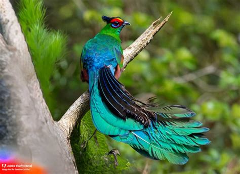  Quetzal! Descubra a ave com plumagem iridescente e um canto hipnotizante que domina as florestas nebulosas da América Central