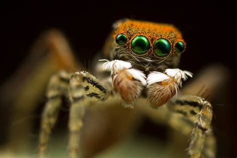  Salticidae: Descubra o Mundo Fascinante dos Saltadores, Acrobacias de Pernas Criativas para uma Caça Sucessiva!