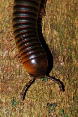  Triaenonychidae: Descubra o Mundo Fascinante dos Escorpiões-Milípedes Que Conquistam a Floresta com suas Pinças Misteriosas!