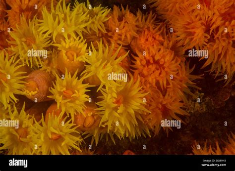 Tubastrea! This Solitary Coral Forms Breathtaking Colonies That Resemble Underwater Cities