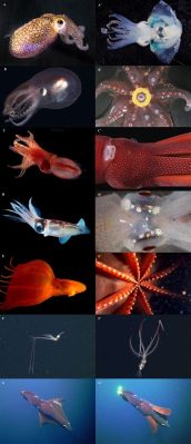  Vampire Squid! A Deep-Sea Cephalopod with Enchanting Bioluminescence Capabilities