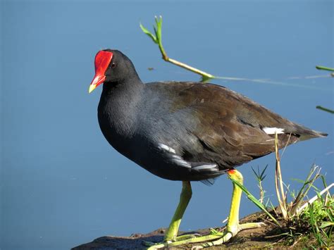  Frango-d-água! Descubra as Curiosidades desse Passarinho que Nado e Corre como um Campeão