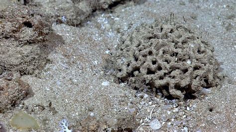  Xenophyophore! Uma Ameba Gigante Que Se Alimenta de Bactérias Como um Vacuúmo Selvagem