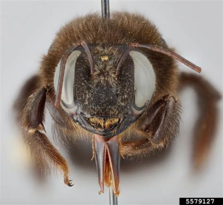  Xylocopa - Descubra um Besouro Que se Parece com Uma abelha Mas Não É e Que Tem uma Curiosa Relação com a Madeira!